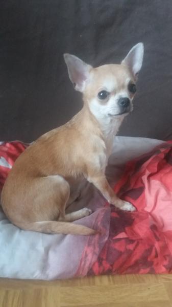 Чихуахуа рыжая девочка